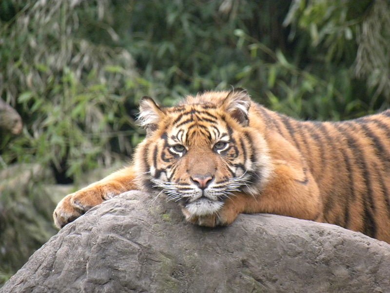 Rotterdam Zoo